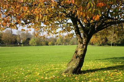 펙컴 라이 공원 & 커먼(펙컴 라이 파크 앤 커먼)